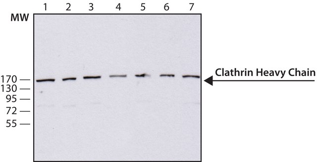 Anti-Clathrin Heavy Chain antibody, Mouse monoclonal clone TD.1, purified from hybridoma cell culture