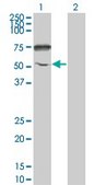 Monoclonal Anti-ENPP5 antibody produced in mouse clone 1C5-1D7, purified immunoglobulin, buffered aqueous solution