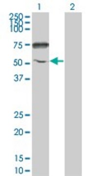 Monoclonal Anti-ENPP5 antibody produced in mouse clone 1C5-1D7, purified immunoglobulin, buffered aqueous solution