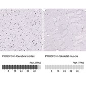 Monoclonal Anti-POU3F3 antibody produced in mouse Prestige Antibodies® Powered by Atlas Antibodies, clone CL15302, purified antibody (Protein A)