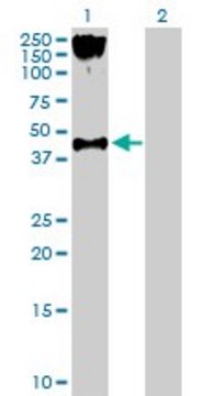 Anti-P2RY2 antibody produced in mouse purified immunoglobulin, buffered aqueous solution