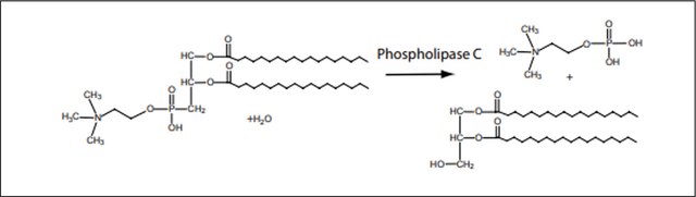 磷脂酶C 来源于产气荚膜梭菌（韦氏梭菌） Type I, lyophilized powder, 10-50&#160;units/mg protein