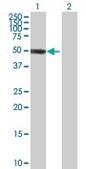 Anti-ZBTB12 antibody produced in mouse IgG fraction of antiserum, buffered aqueous solution
