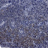 Anti-POU2F2 antibody produced in rabbit Prestige Antibodies® Powered by Atlas Antibodies, affinity isolated antibody, buffered aqueous glycerol solution