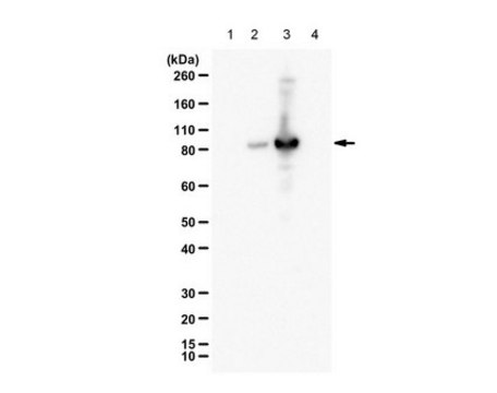 Anti-phospho RasGRP2 (Ser586) from rabbit