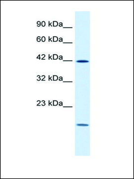 Anti-USF1 (AB2) antibody produced in rabbit IgG fraction of antiserum