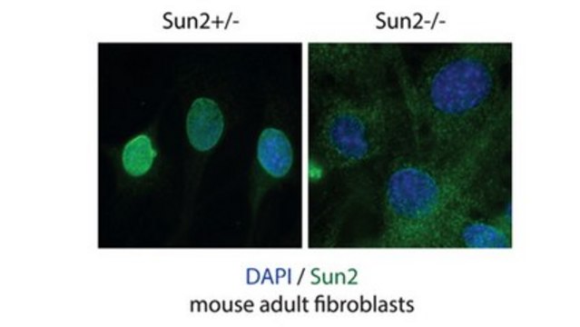 Anti-SUN2 Antibody, clone 3.1E clone 3.1E, from mouse