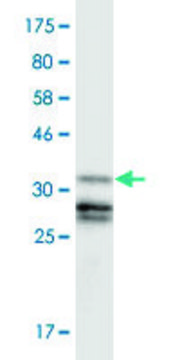 Monoclonal Anti-GLI3, (N-terminal) antibody produced in mouse clone 1H7, purified immunoglobulin, buffered aqueous solution