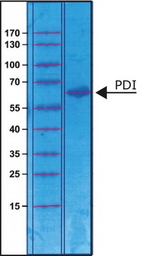 蛋白质二硫化异构酶 来源于牛肝脏 &#8805;100&#160;units/mg protein, lyophilized powder