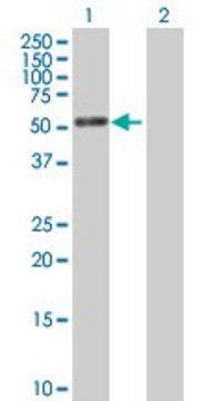 Anti-PTRF antibody produced in mouse purified immunoglobulin, buffered aqueous solution