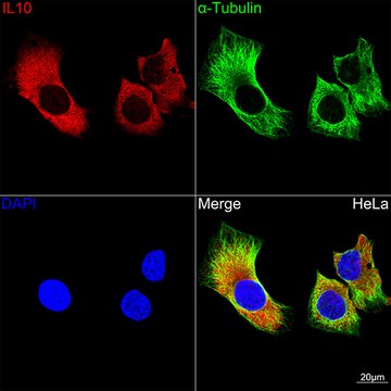 Anti-IL10 Antibody, clone 6U0G7, Rabbit Monoclonal