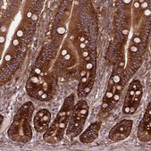 Anti-CAPRIN1 antibody produced in rabbit Prestige Antibodies® Powered by Atlas Antibodies, affinity isolated antibody