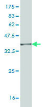 Monoclonal Anti-RNPEP antibody produced in mouse clone 4E1, purified immunoglobulin, buffered aqueous solution