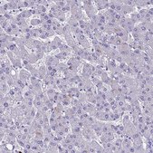 Anti-MUC13 antibody produced in rabbit Prestige Antibodies® Powered by Atlas Antibodies, affinity isolated antibody, buffered aqueous glycerol solution