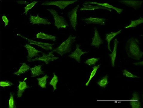 Monoclonal Anti-DMP1 antibody produced in mouse clone 1D4, purified immunoglobulin, buffered aqueous solution