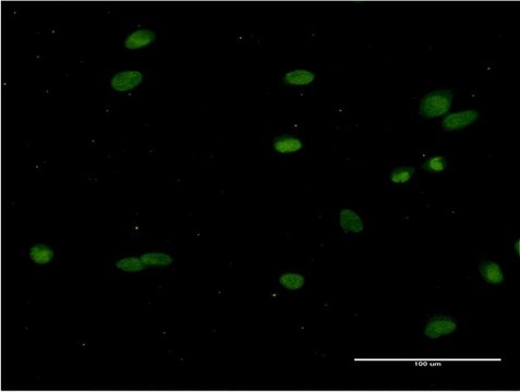 Monoclonal Anti-CRY1 antibody produced in mouse clone 2G4-1F6, purified immunoglobulin, buffered aqueous solution