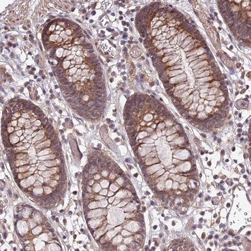 Anti-APBA3 antibody produced in rabbit Prestige Antibodies&#174; Powered by Atlas Antibodies, affinity isolated antibody, buffered aqueous glycerol solution