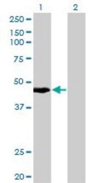 Monoclonal Anti-KRTHA4, (C-terminal) antibody produced in mouse clone 3E5, purified immunoglobulin, buffered aqueous solution