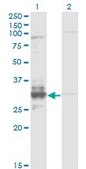 Monoclonal Anti-TFPI2 antibody produced in mouse clone 3E8, purified immunoglobulin, buffered aqueous solution