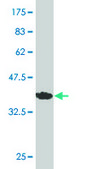 ANTI-SMG1 antibody produced in mouse clone 4E4, purified immunoglobulin, buffered aqueous solution