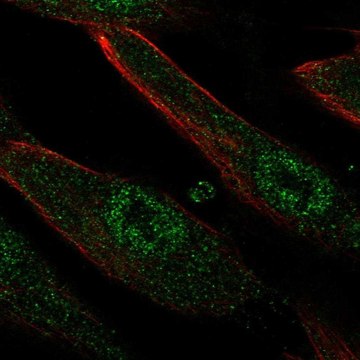 Anti-LRRC32 antibody produced in rabbit Prestige Antibodies&#174; Powered by Atlas Antibodies, affinity isolated antibody