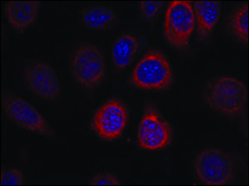 Anti-RPS6 (Ab-235) antibody produced in rabbit affinity isolated antibody