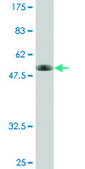 Monoclonal Anti-HSPA4 antibody produced in mouse clone 3A11, purified immunoglobulin, buffered aqueous solution