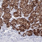Anti-VSIG1 antibody produced in rabbit Prestige Antibodies® Powered by Atlas Antibodies, affinity isolated antibody, buffered aqueous glycerol solution
