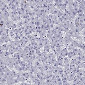 Anti-OLFM4 Prestige Antibodies® Powered by Atlas Antibodies, affinity isolated antibody