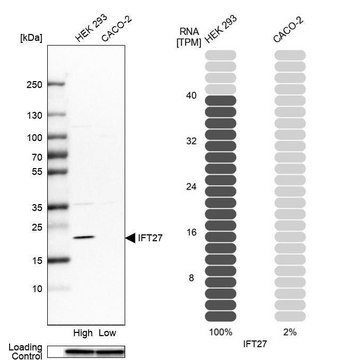 Anti-IFT27 antibody produced in rabbit Prestige Antibodies&#174; Powered by Atlas Antibodies, affinity isolated antibody, buffered aqueous glycerol solution