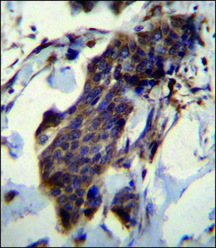 ANTI-CCDC13 (N-TERM) antibody produced in rabbit IgG fraction of antiserum, buffered aqueous solution