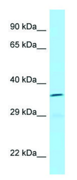 Anti-ICOSLG (C-terminal) antibody produced in rabbit affinity isolated antibody