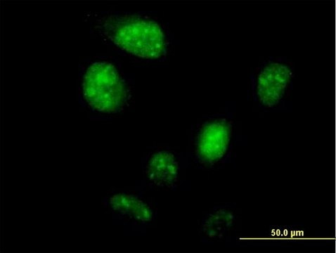 Anti-ZNF738 antibody produced in mouse IgG fraction of antiserum, buffered aqueous solution