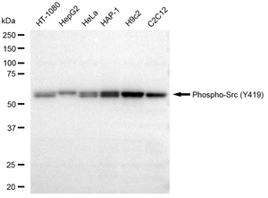 KD-Validated Anti-phospho-Src (Tyr419) Antibody, clone 23GB4080, Rabbit Monoclonal clone 23GB4080, recombinant rabbit monoclonal, expressed in HEK293 cells