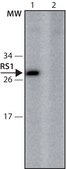 Anti-RS1 (156-170) antibody produced in rabbit IgG fraction of antiserum, buffered aqueous solution
