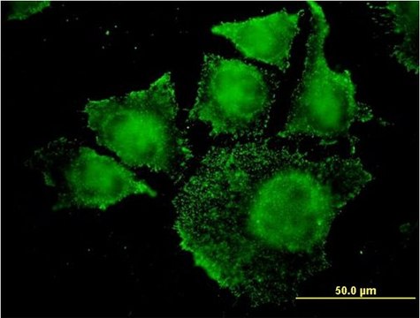 Monoclonal Anti-SGK2 antibody produced in mouse clone 7C7, purified immunoglobulin, buffered aqueous solution