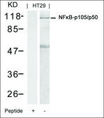Anti-NFKB1 (Ab-337) antibody produced in rabbit affinity isolated antibody