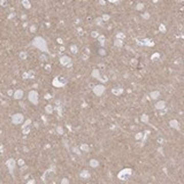 Anti-KCNH6 antibody produced in rabbit Prestige Antibodies&#174; Powered by Atlas Antibodies, affinity isolated antibody, buffered aqueous glycerol solution