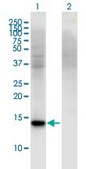 Monoclonal Anti-RBP7, (C-terminal) antibody produced in mouse clone 4F4, purified immunoglobulin, buffered aqueous solution