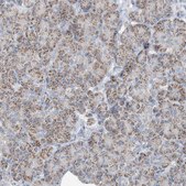 Anti-INTU antibody produced in rabbit Prestige Antibodies® Powered by Atlas Antibodies, affinity isolated antibody, buffered aqueous glycerol solution