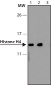 Anti-methyl-Histone H4 (Me-Lys20)antibody, Mouse monoclonal clone 5E10-D8, purified from hybridoma cell culture
