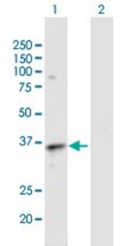 Anti-EDG3 antibody produced in mouse purified immunoglobulin, buffered aqueous solution