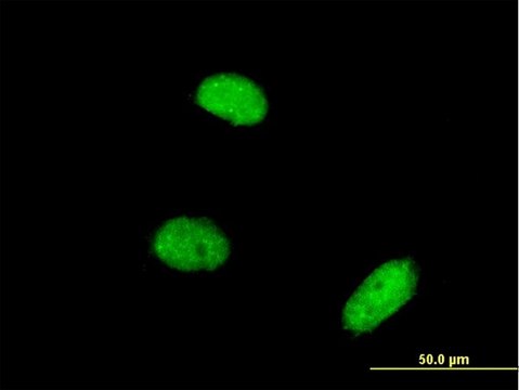 Monoclonal Anti-C6orf166 antibody produced in mouse clone 3D9, purified immunoglobulin, buffered aqueous solution