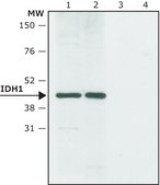 Anti-IDH1 antibody produced in rabbit ~1.0 mg/mL, affinity isolated antibody