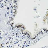 Anti-Phospho-Stat3-S727 antibody produced in rabbit