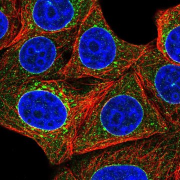 Anti-TOR1A antibody produced in rabbit Prestige Antibodies&#174; Powered by Atlas Antibodies, affinity isolated antibody