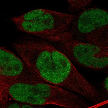 Anti-Brd3 Antibody Produced In Rabbit Prestige Antibodies&#174; Powered by Atlas Antibodies, affinity isolated antibody, buffered aqueous glycerol solution