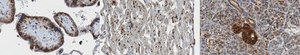 Anti-TPP1 Antibody, clone 2E12 clone 2E12, from mouse