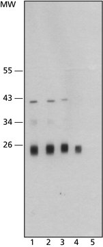 Monoclonal Anti-Cathepsin L antibody produced in mouse clone CPL33/1, purified from hybridoma cell culture