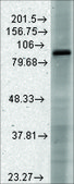 Monoclonal Anti-HCN3 antibody produced in mouse clone S141-28, 1 mg/mL, purified immunoglobulin